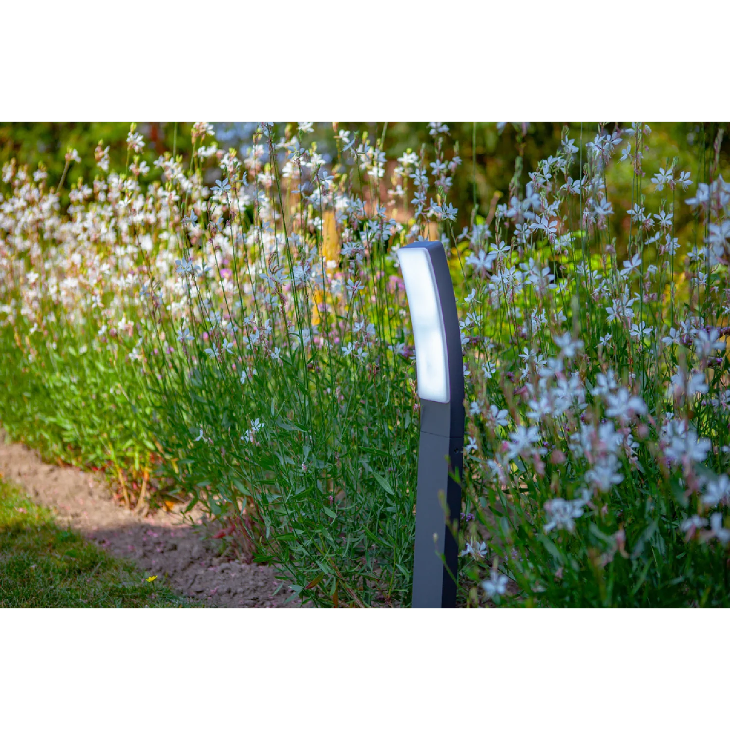 LED Pole Lights